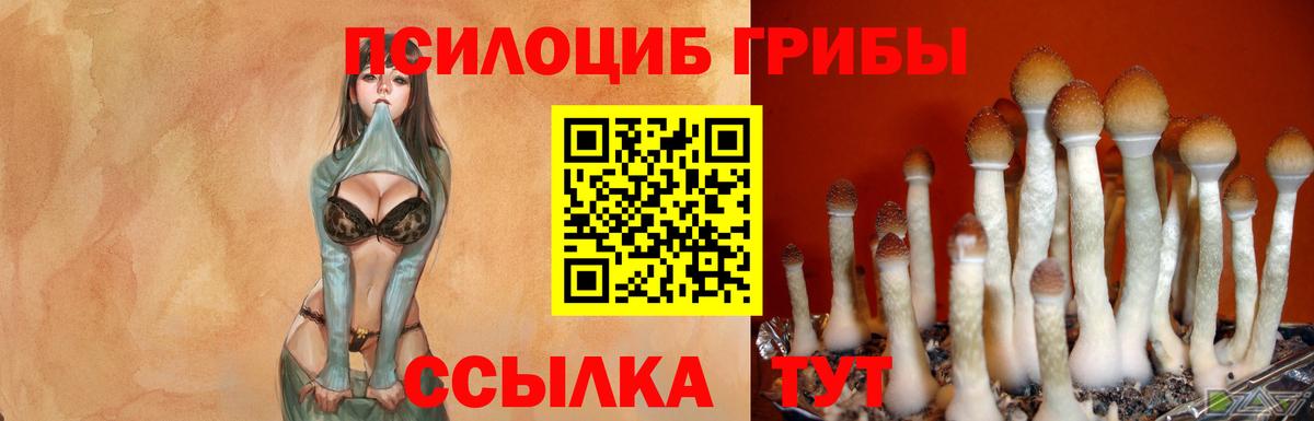 Псилоцибиновые грибы Psilocybe Алейск